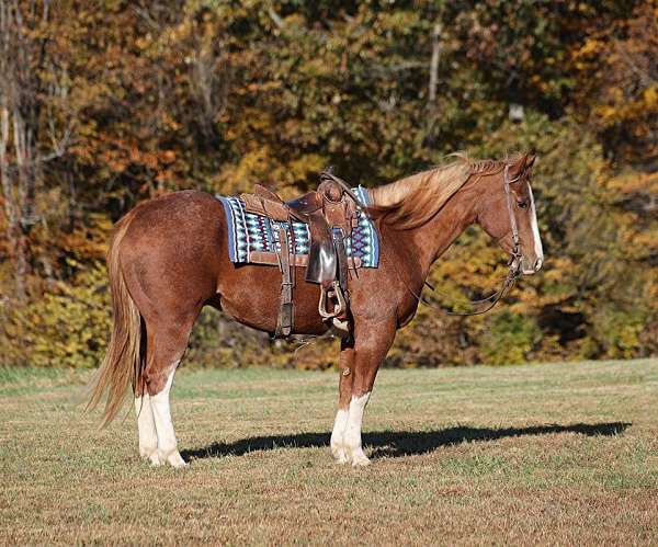 beginner-safe-quarter-horse