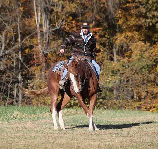 family-horse-quarter