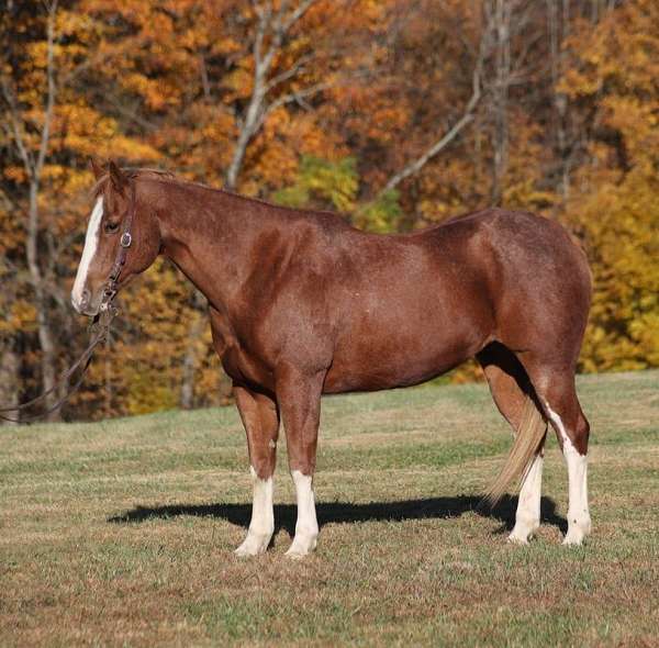 ranch-work-quarter-horse