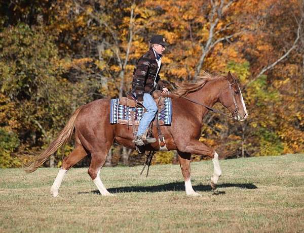 athletic-quarter-horse