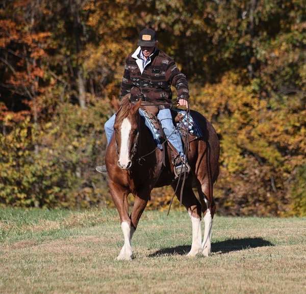 trail-quarter-horse