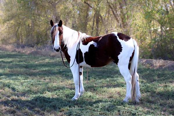 family-horse-quarter