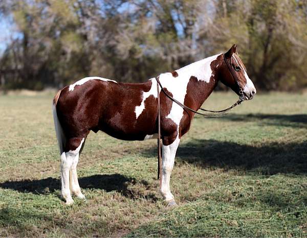 trail-quarter-horse