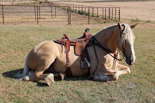 ranch-work-quarter-horse