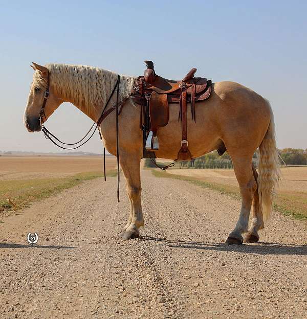 family-horse-quarter