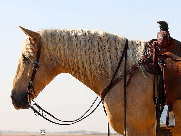 trail-quarter-horse