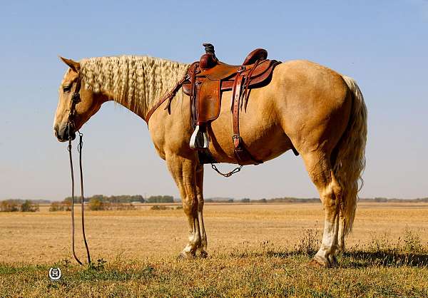 paint-quarter-horse