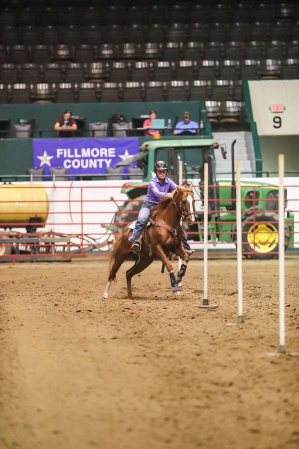 barrel-gelding