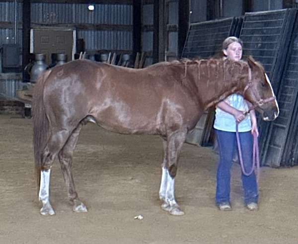 barrel-racing-gelding