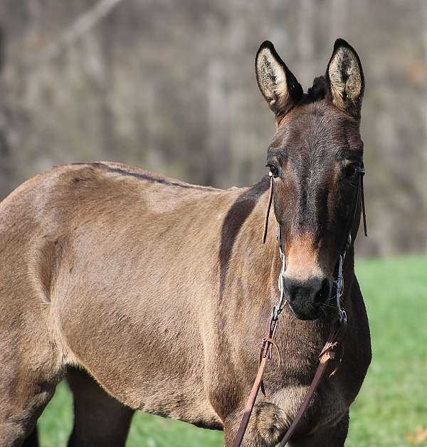 ranch-work-quarter-horse