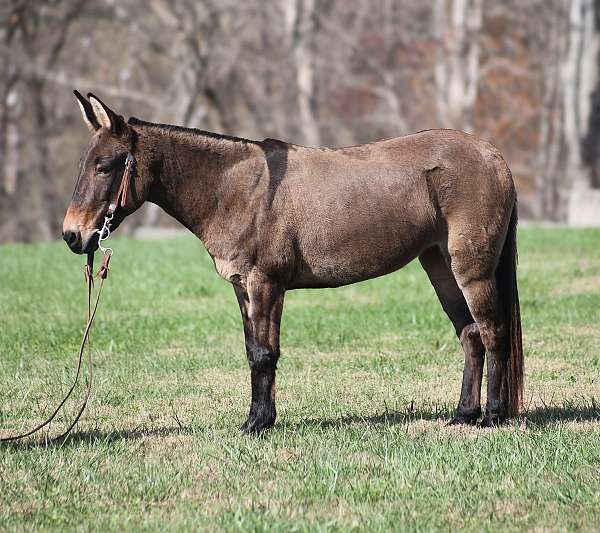 grulla-stripes-horse