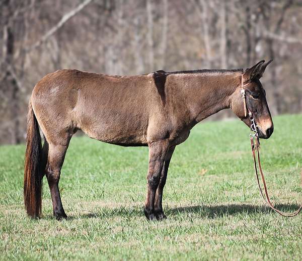 quarter-horse