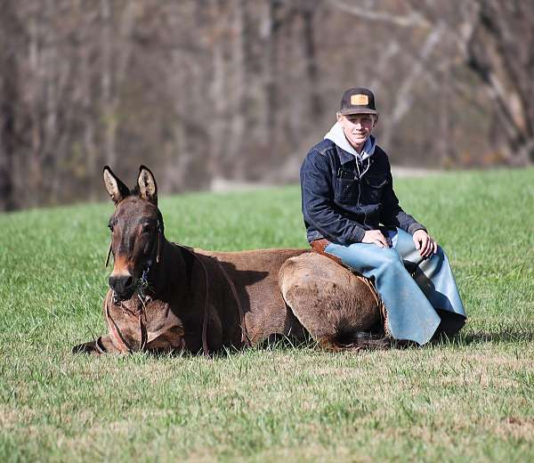 beginner-safe-quarter-horse