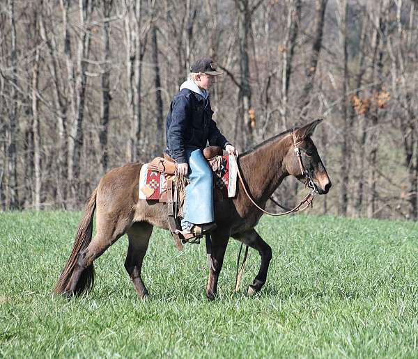 mule-quarter-horse