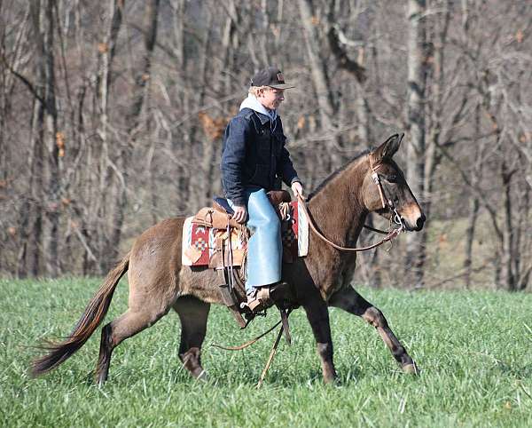 all-around-quarter-horse