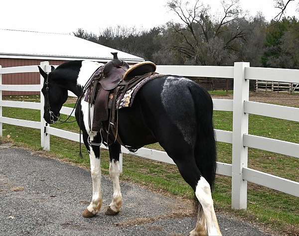 friesian-sport-horse