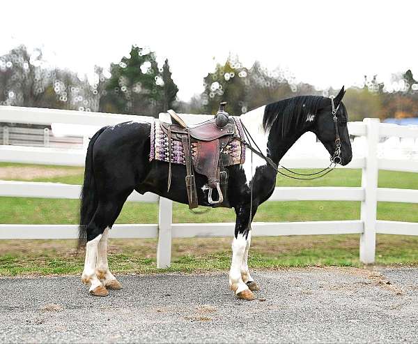 tobiano-4-stockings-horse