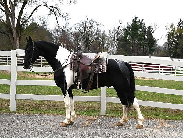 draft-friesian-horse