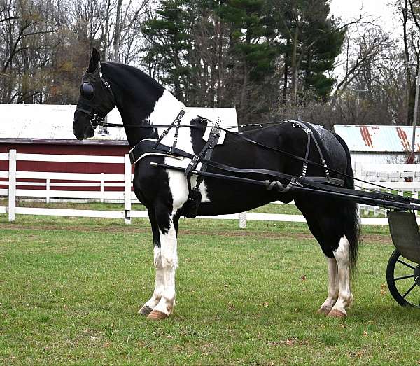 trail-friesian-horse