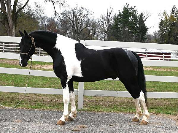 all-around-friesian-horse