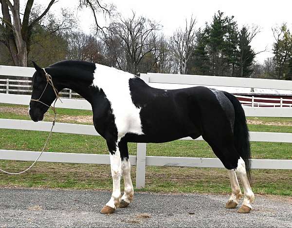 athletic-friesian-horse