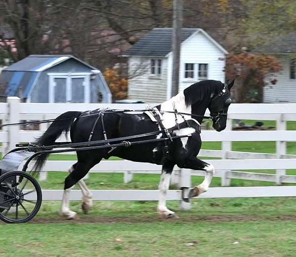 beginner-friesian-horse