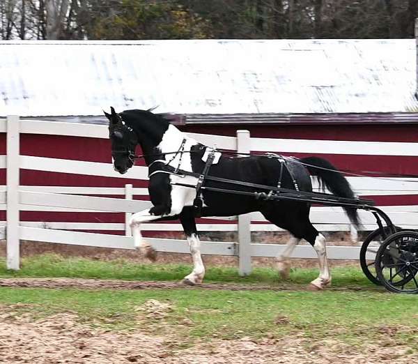 experienced-friesian-horse