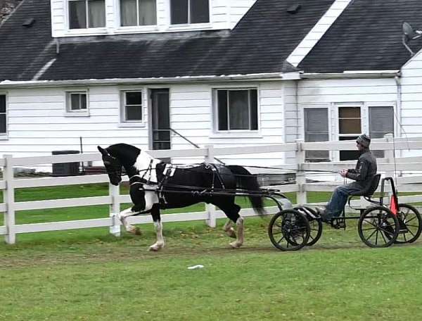 flashy-friesian-horse