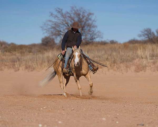 trail-friesian-horse