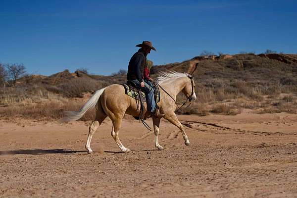 experienced-friesian-horse