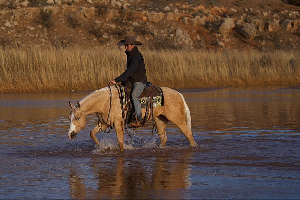 husband-safe-friesian-horse