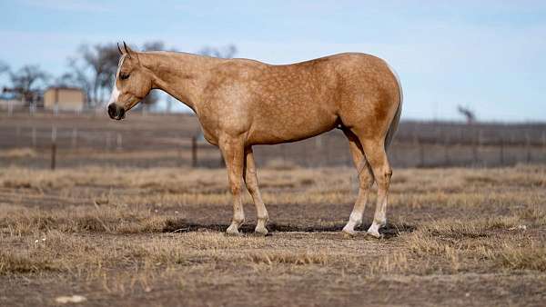 silver-friesian-horse