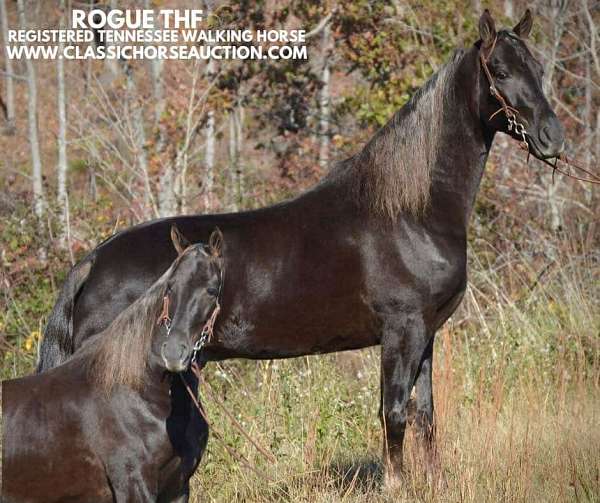 bullwhip-tennessee-walking-horse