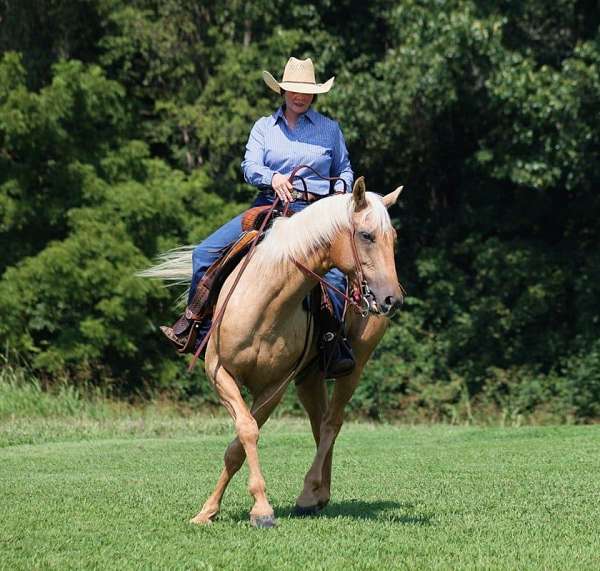 beginner-safe-quarter-horse