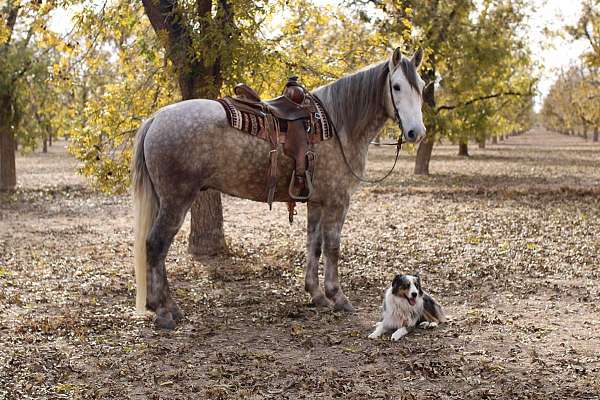 trail-quarter-horse