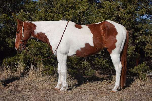 ranch-work-quarter-horse