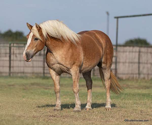 chestnut-blaze-horse