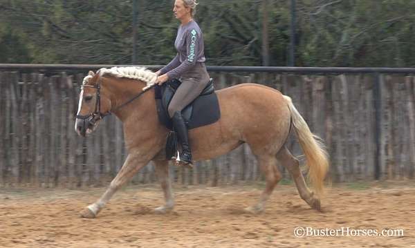 ranch-work-quarter-horse