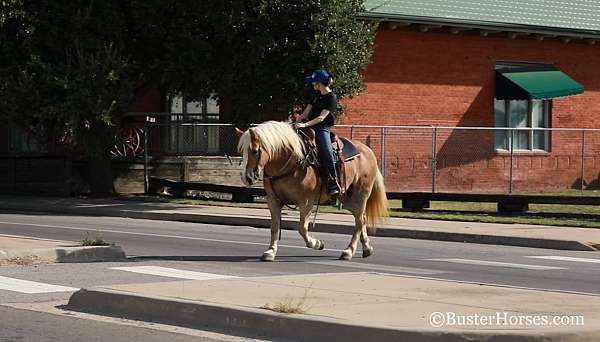 trail-quarter-horse