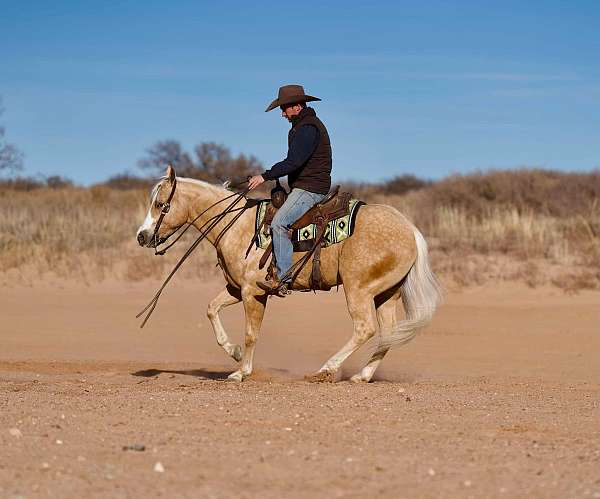 trail-quarter-horse