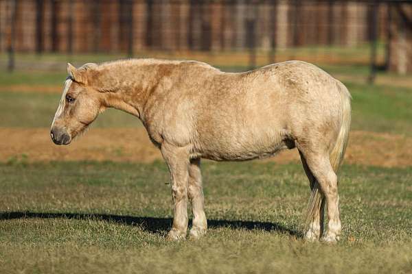 quarter-pony