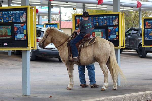 pony-quarter