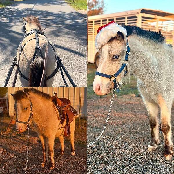 buckskin-blaze-appaloosa-horse