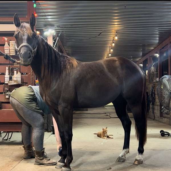 reining-broodmare-quarter-horse