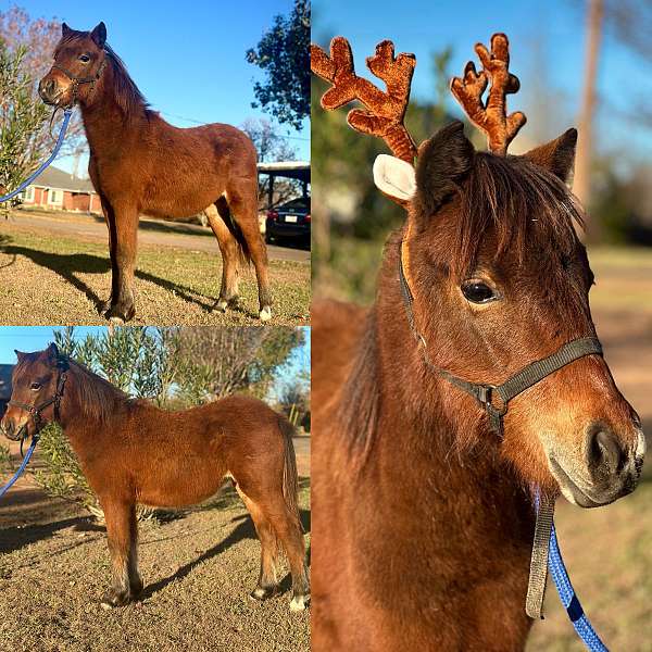 bay-pony-filly-weanling