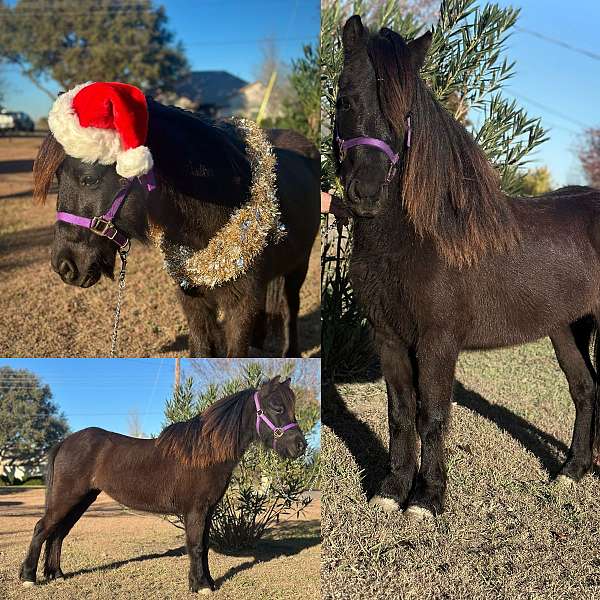 black-friesian-pony-mare