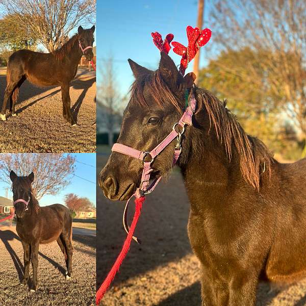 black-pony-filly-weanling