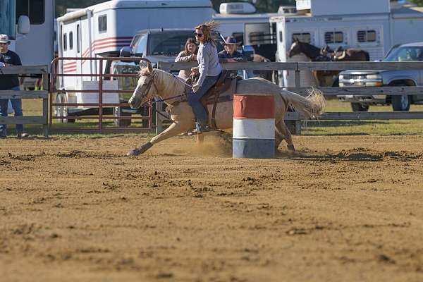 all-around-quarter-horse