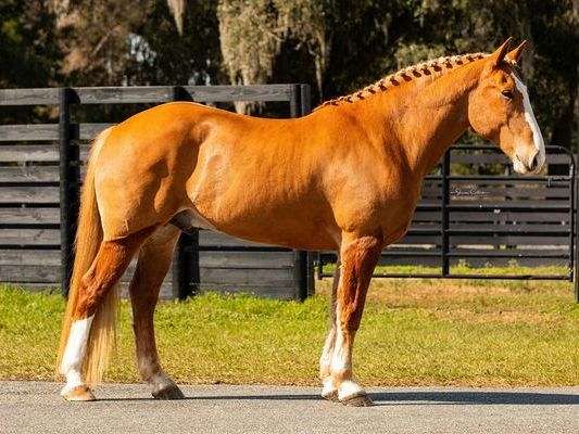 beautiful-draft-cross-quarter-horse