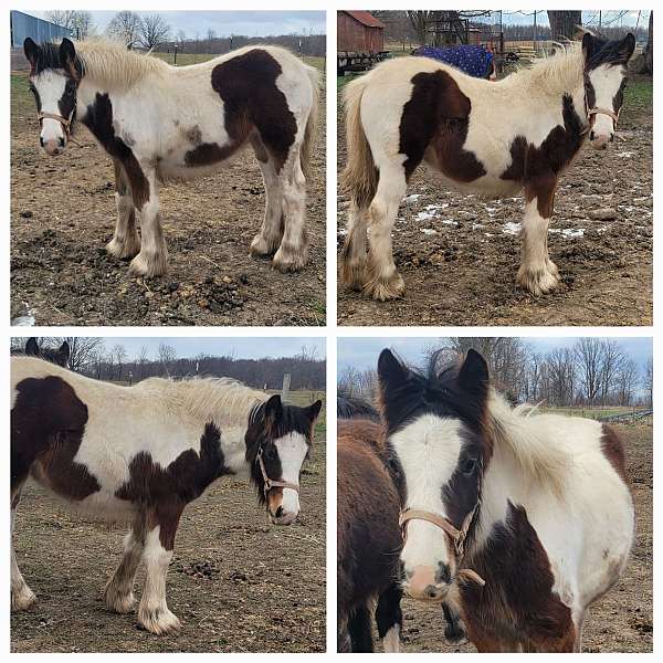 carbon-gypsy-vanner-horse